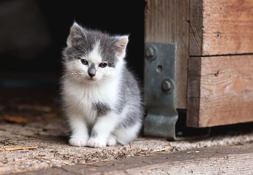 Kätzchen sitzt neben einer Stalltüre