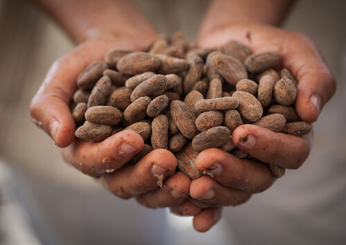 Kakaobohnen in Händen.