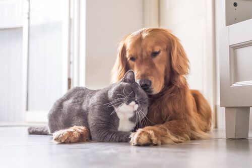 Eine Katze schmiegt sich an einen Hund