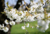 Nahaufnahme von Kirschblüten auf einem Zweig