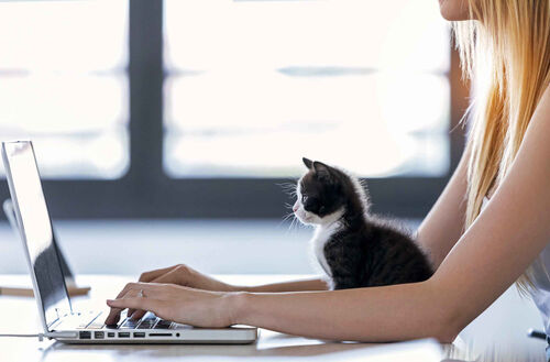 Frau sitzt an einem Tisch und schreibt am Laptop, zwischen ihren Armen sitzt eine kleine Katze, die auch auf den Bildschirm schaut