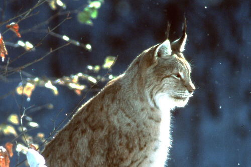 Ein Luchs im verschneiten Wald