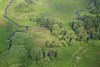 Augebiet aus der Vogelperspektive, Bäume, Wald, Wiesen, zwei mäandernde Bachläufe