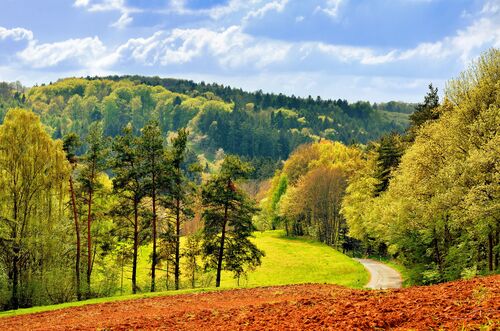 Blick auf einen Mischwald im Frühling
