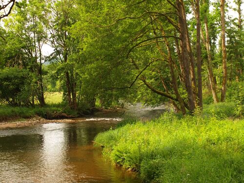 Uferrandstreifen bei der Großen Mühl – Fluss umsäumt von Bäumen und Sträuchern