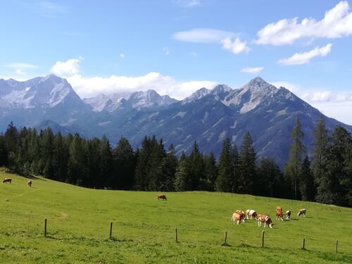 Almwiese mit Kühen, dahinter ein Wald und ein Gebirgszug