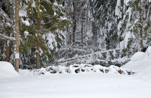 Schneereicher Wald mit Schadholz durch Schneedruck