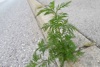 Ragweed-Pflanze