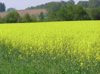 Feld mit blühenden Rapspflanzen, dahinter Landschaft mit Bäumen, Wald und Acker