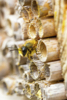 Rote Mauerbiene beim Nestbau: Monatssieger April – Rote Mauerbiene beim Nestbau, Lars Fachet, Bienenfreundliche Gemeinde St. Florian bei Linz