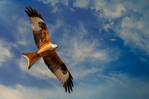 Fliegender Raubvogel – Rotmilan – Himmel und Wolken