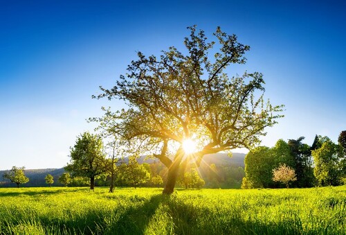 Die Sonne scheint warm durch einen Baum auf eine Wiese, ländliche Landschaft bei Sonnenuntergang