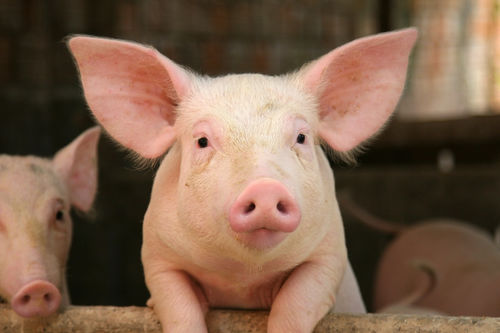 Junge Schweine in einem Stall