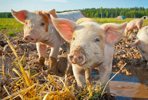 Zwei Ferkerl im Freien