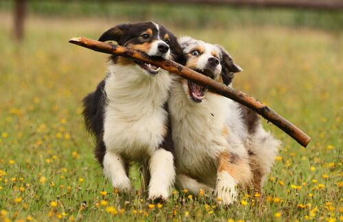 Spielende Hunde auf einer Wiese