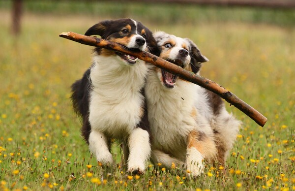 Spielende Hunde auf einer Wiese