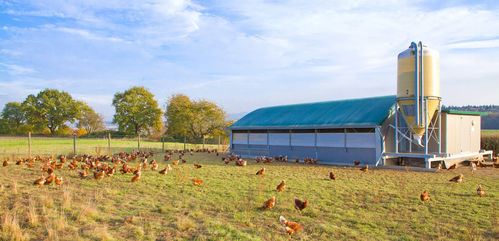 Bäume, Stallgebäude und Hühner auf der Wiese