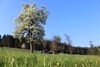 Blühender Baum auf einer Wiese, im Hintergrund Wald