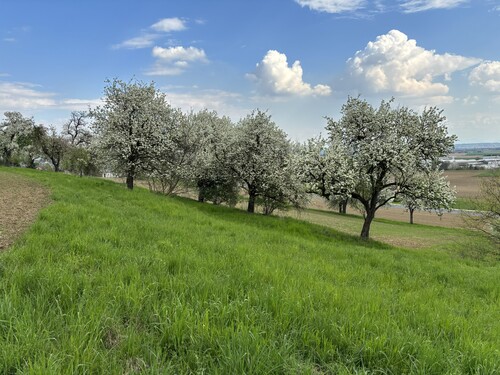 Blick auf eine Streuobstwiese im Linzer Zentralraum