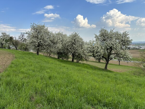 Blick auf eine Streuobstwiese im Linzer Zentralraum