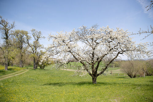 Obstbäume auf einer Wiese