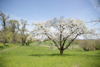 Streuobstwiese, Wiese mit einem blühenden Obstbaum und anderen Bäumen und Sträuchern in der Landschaft