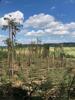 Zerstörter Wald mit umgestürzten und umgeknickten Bäumen, im Hintergrund Felder und bewaldete Hügel