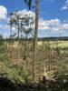 Zerstörter Wald mit umgestürzten und umgeknickten Bäumen, im Hintergrund Felder und bewaldete Hügel