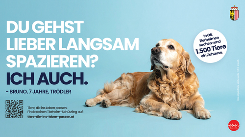 Sujet Tierheimkampagne