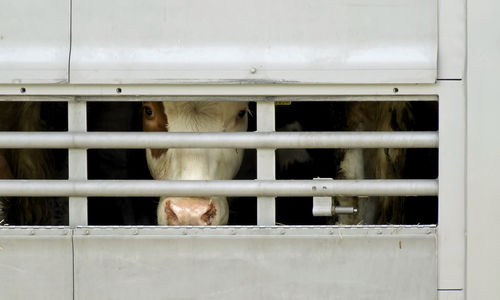Rinder in einem Tiertransporter.