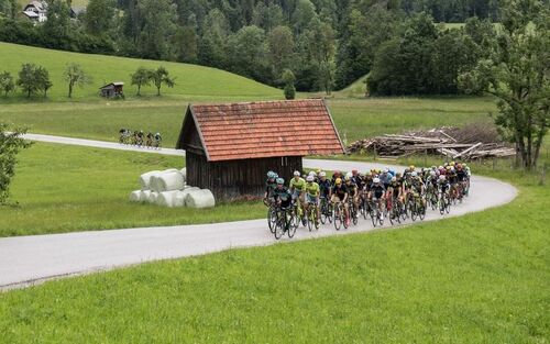 Radrennfahrer in einem großen Pulk auf einer schmalen Straße in einer Berglandschaft