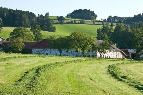 Hügelige Landschaft mit einem Bauernhof, Bäumen und einer frisch geschnitten Wiese.