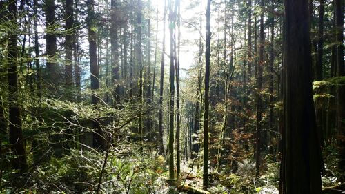 Sonne scheint in einen Wald mit verschieden hohen Bäumen und verschiedensten anderen Pflanzen