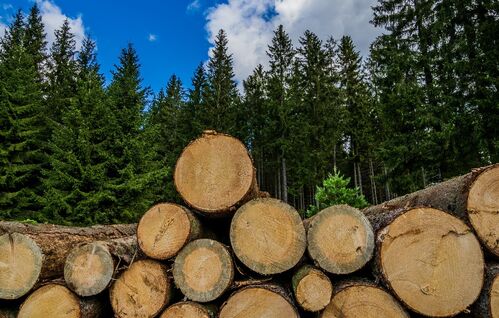 Ein Stapel Rundholz, im Hintergrund Wald