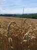 Gut abgetrocknete Weizenbestände sind ideal für die Ernte, aber auch leicht entzündbar