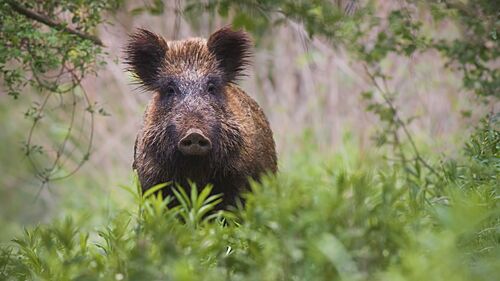 Wildschwein im Wald