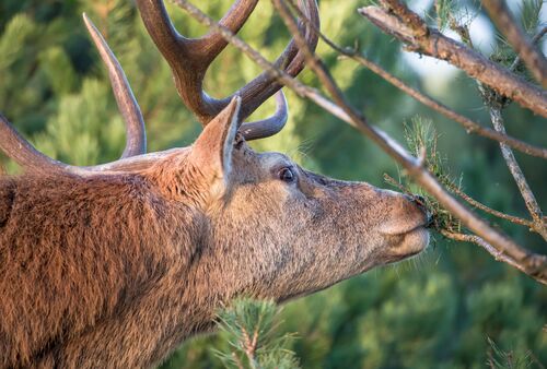 Wildverbiss durch Hirsch an einem Baum