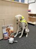Hund Saluki „Jack“ sitzt am Boden im Büro und blickt auf einen vor ihm stehenden Kalender mit einem Hund darauf und Hundefutter