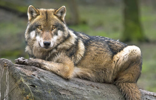 Ein Wolf ruht auf einem liegenden Baumstamm