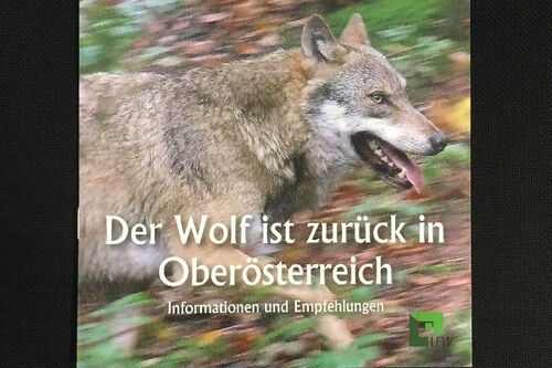 Titelblatt der Broschüre, Aufschrift Der Wolf ist zurück in Oberösterreich, Informationen und Empfehlungen, laufender Wolf