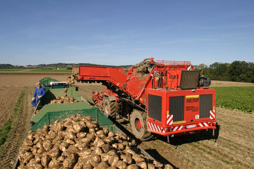 Auf einem Acker steht eine große landwirtschaftliche Maschine, aus der Zuckerrüben in einen Container gefüllt werden, ein Mann in Arbeitsbekleidung, der auf dem Rand des Containers sitzt, beobachtet den Vorgang