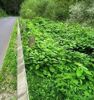 Staudenknöterich an oö Straßenzügen