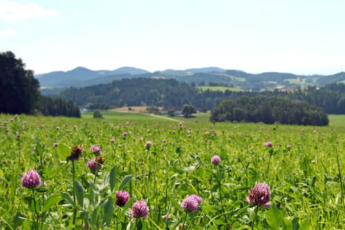 Hügelige Landschaft, Wiese mit blühendem Klee