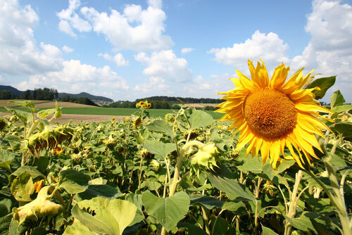 Sonnenblumenfeld, Acker