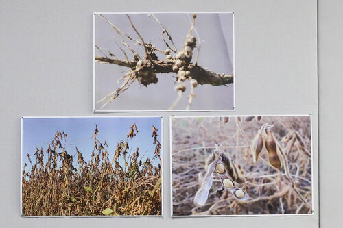 Drei Fotos an der Wand hängend von Lupine-Wurzel, Ackerbohne und Soja