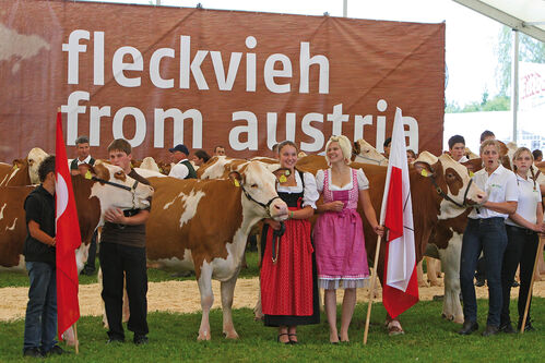 Menschen und Kühe vor einem Plakat mit der Aufschrift: fleckvieh from austria