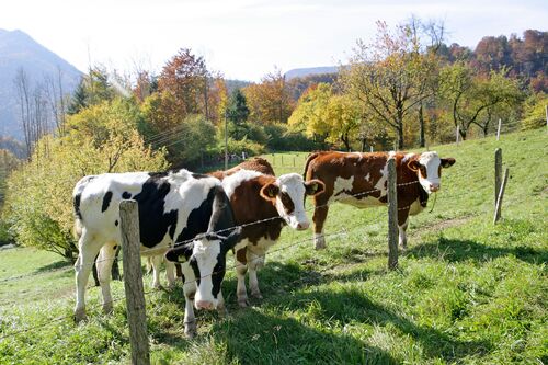 Vier Rinder auf einer grünen Wiese mit Bäumen