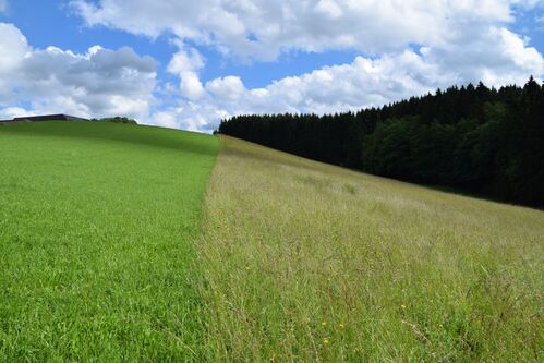 Gemähte und  nicht gemähte Wiese nebeneinander, Bauernhof, Wald