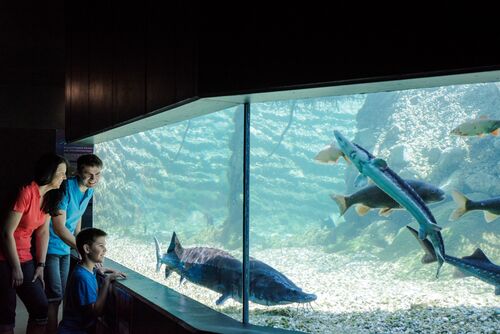 Familie vor großem Aquarium mit großen Fischen