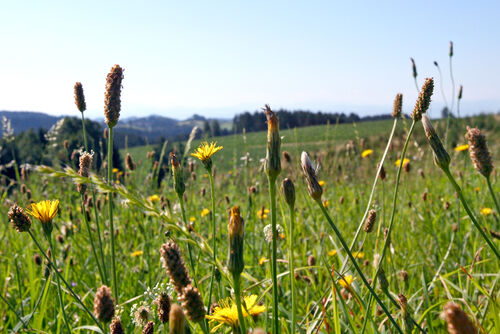 Blumenwiese